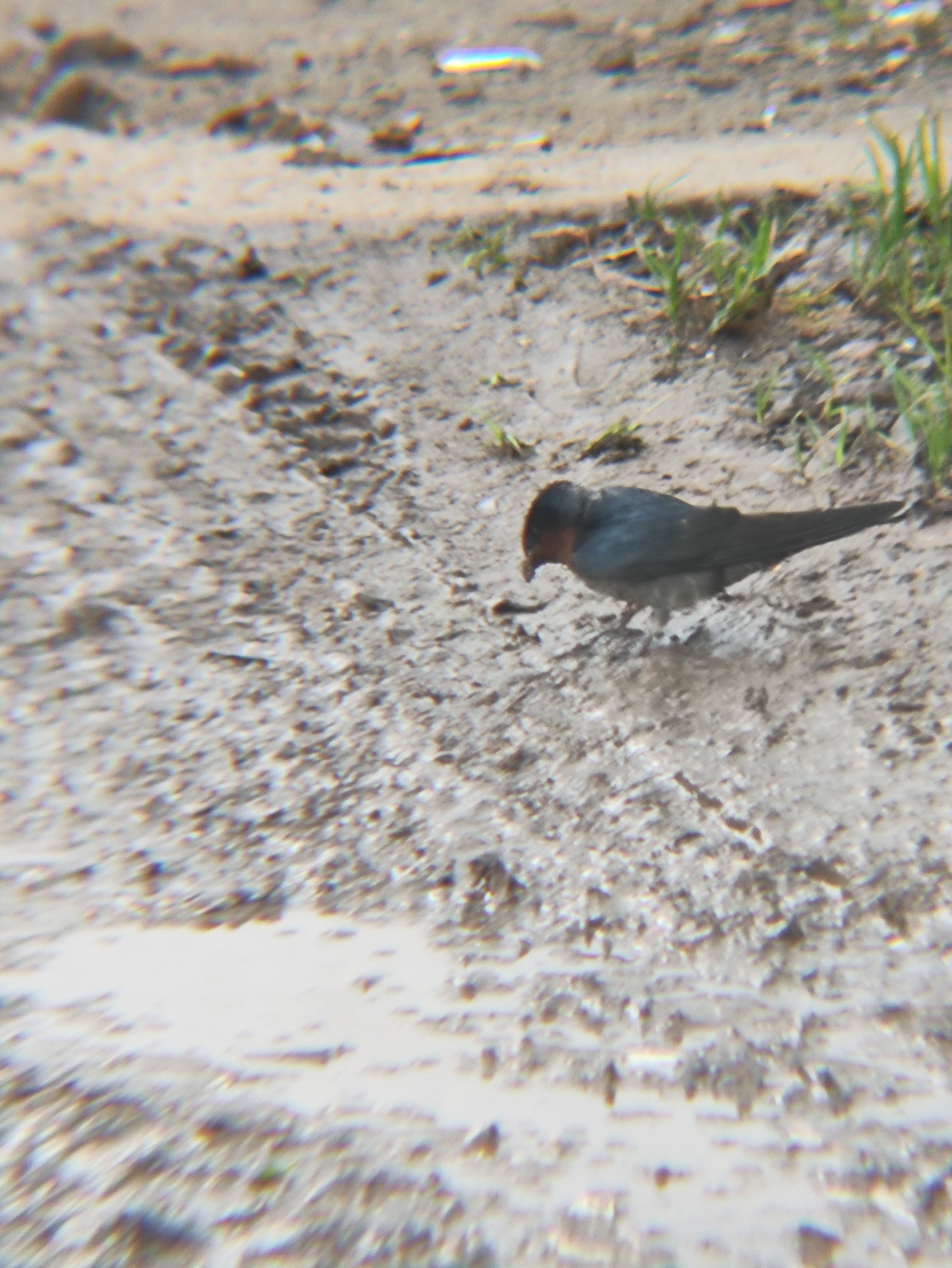 Hill Swallow (Hirundo domicola), photo 3