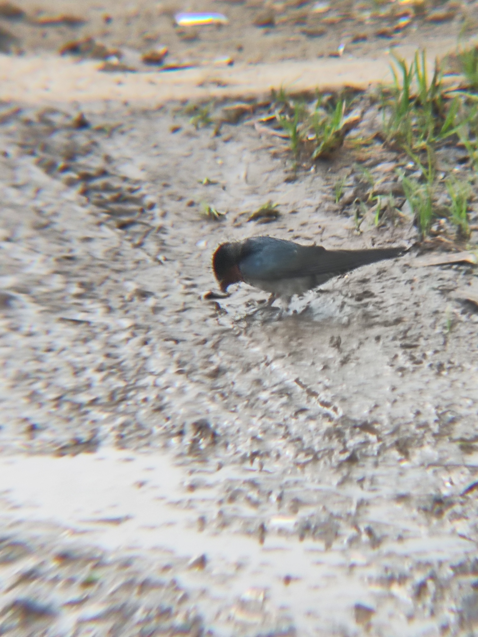 Hill Swallow (Hirundo domicola), photo 4