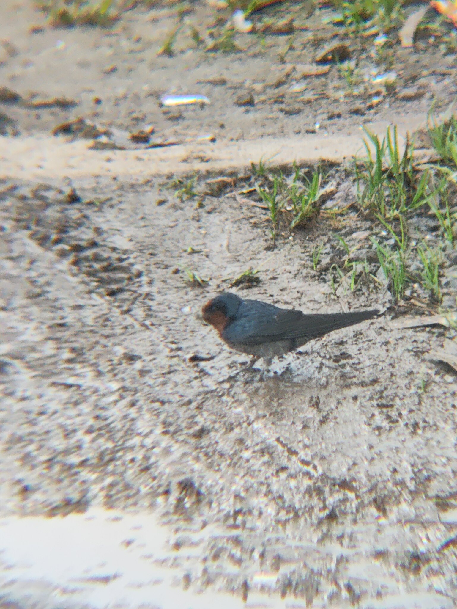 Hill Swallow (Hirundo domicola), photo 6
