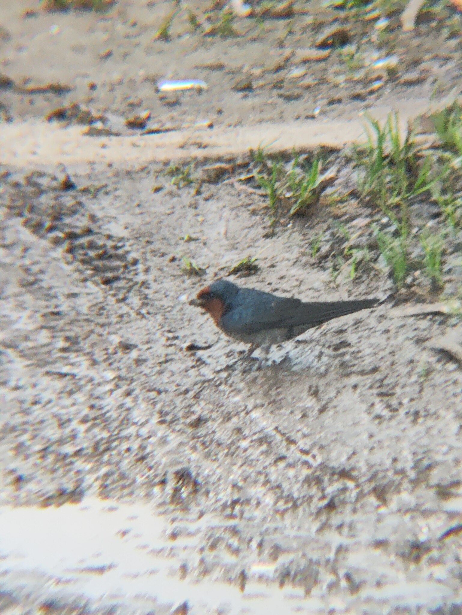 Hill Swallow (Hirundo domicola), photo 7