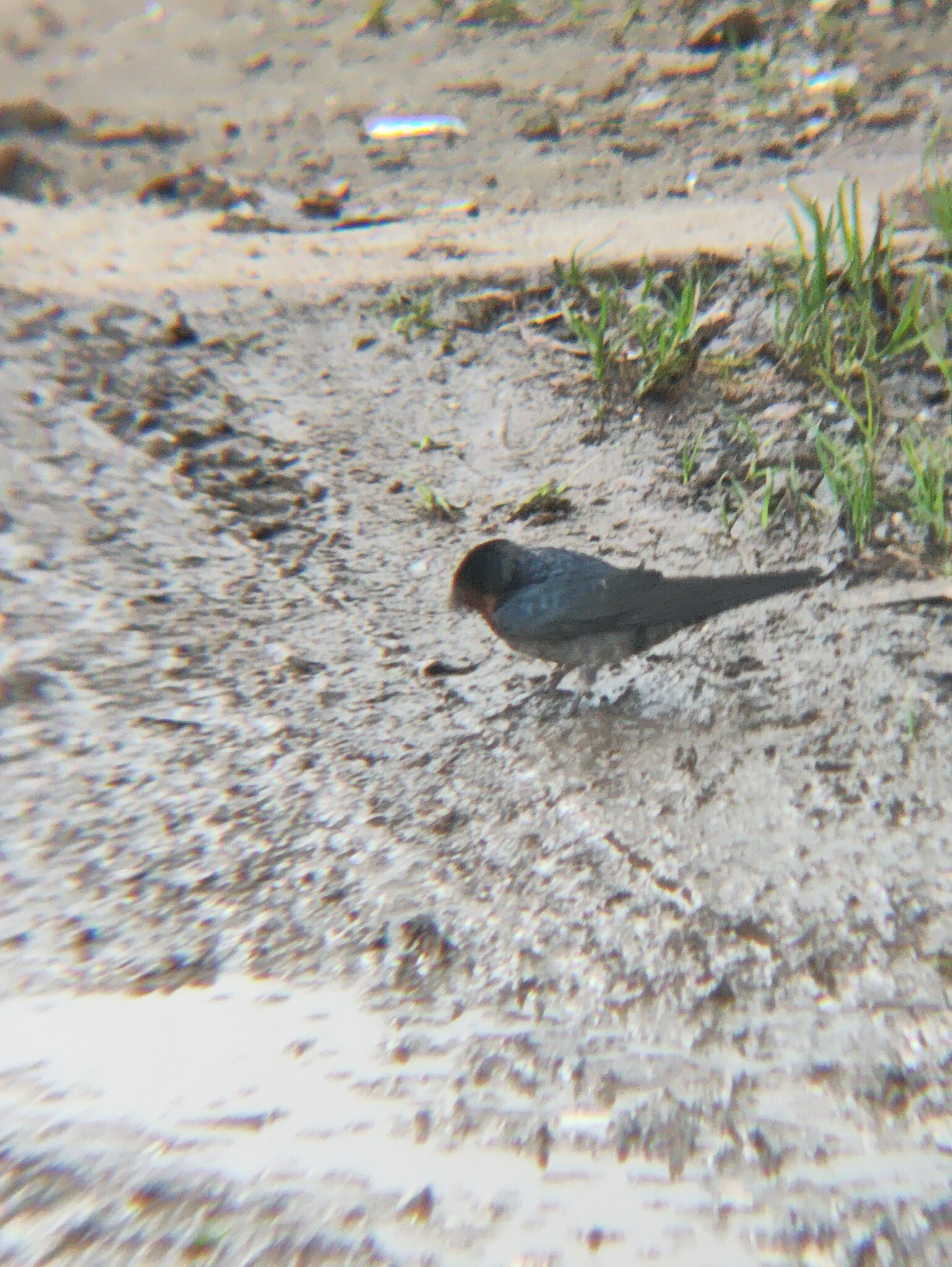 Hill Swallow (Hirundo domicola), photo 5