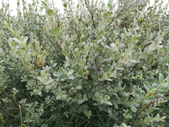 Salix repens argentea