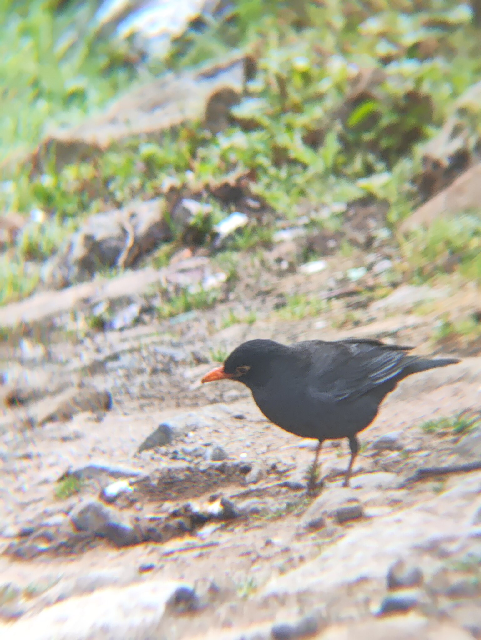 Indian Blackbird (Turdus simillimus), photo 5