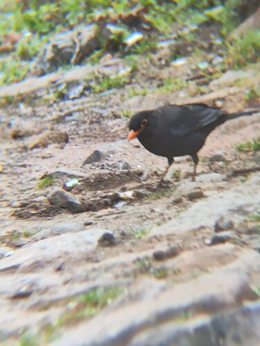 Indian Blackbird (Turdus simillimus), photo 8