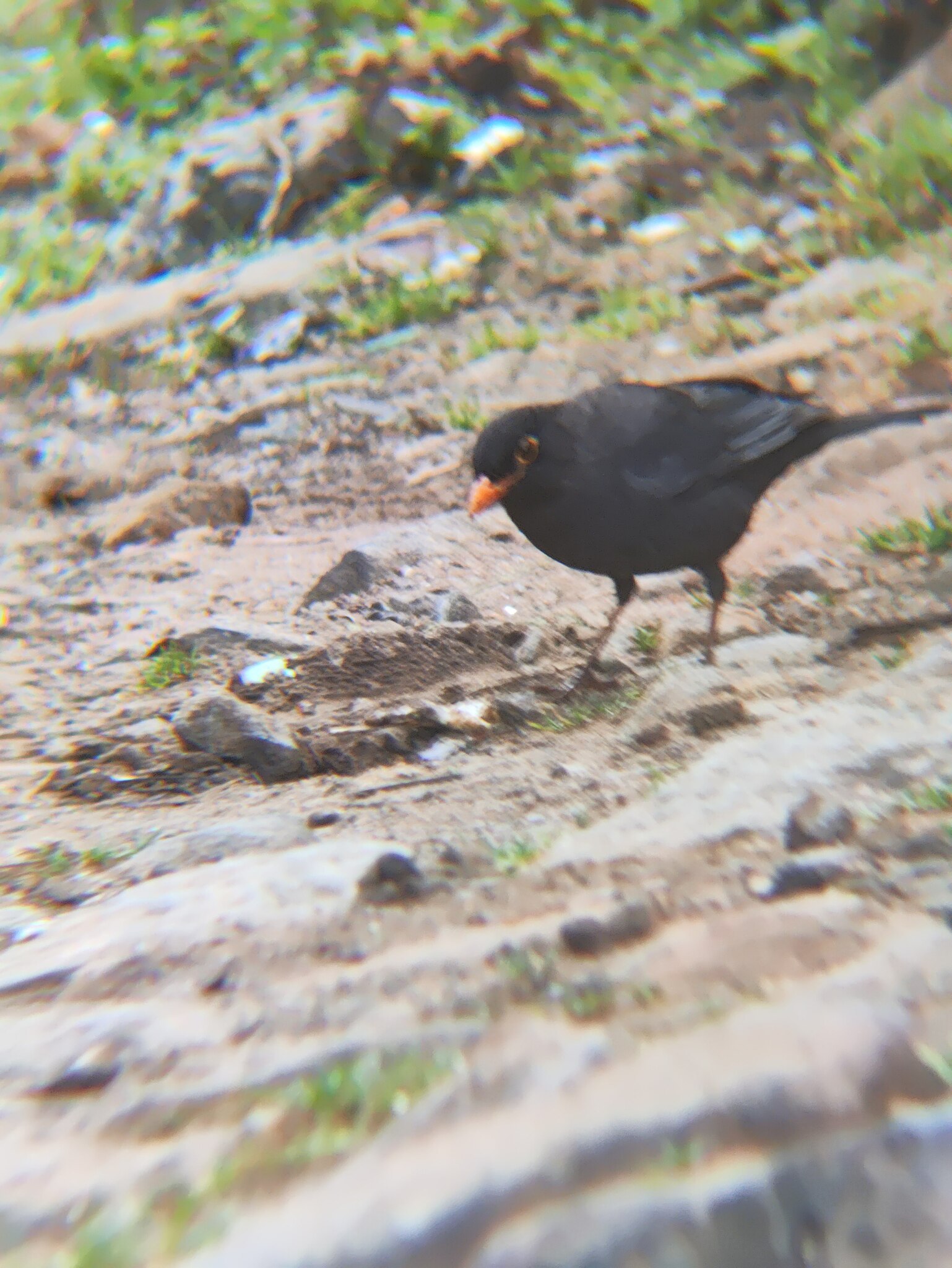 Indian Blackbird (Turdus simillimus), photo 6