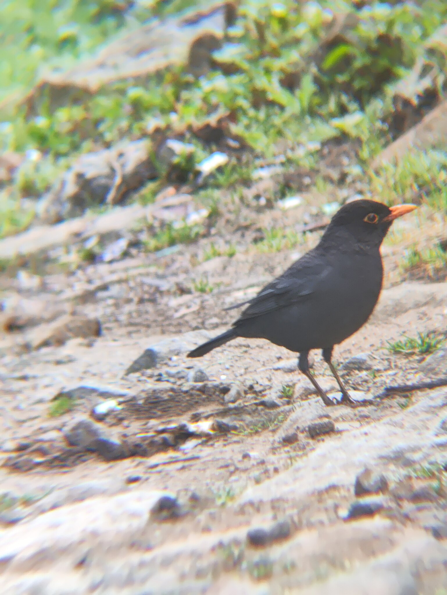 Indian Blackbird (Turdus simillimus), photo 10