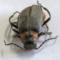 Cantharis reichei