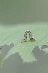 Erannis defoliaria