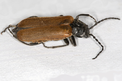 Cantharis palliata