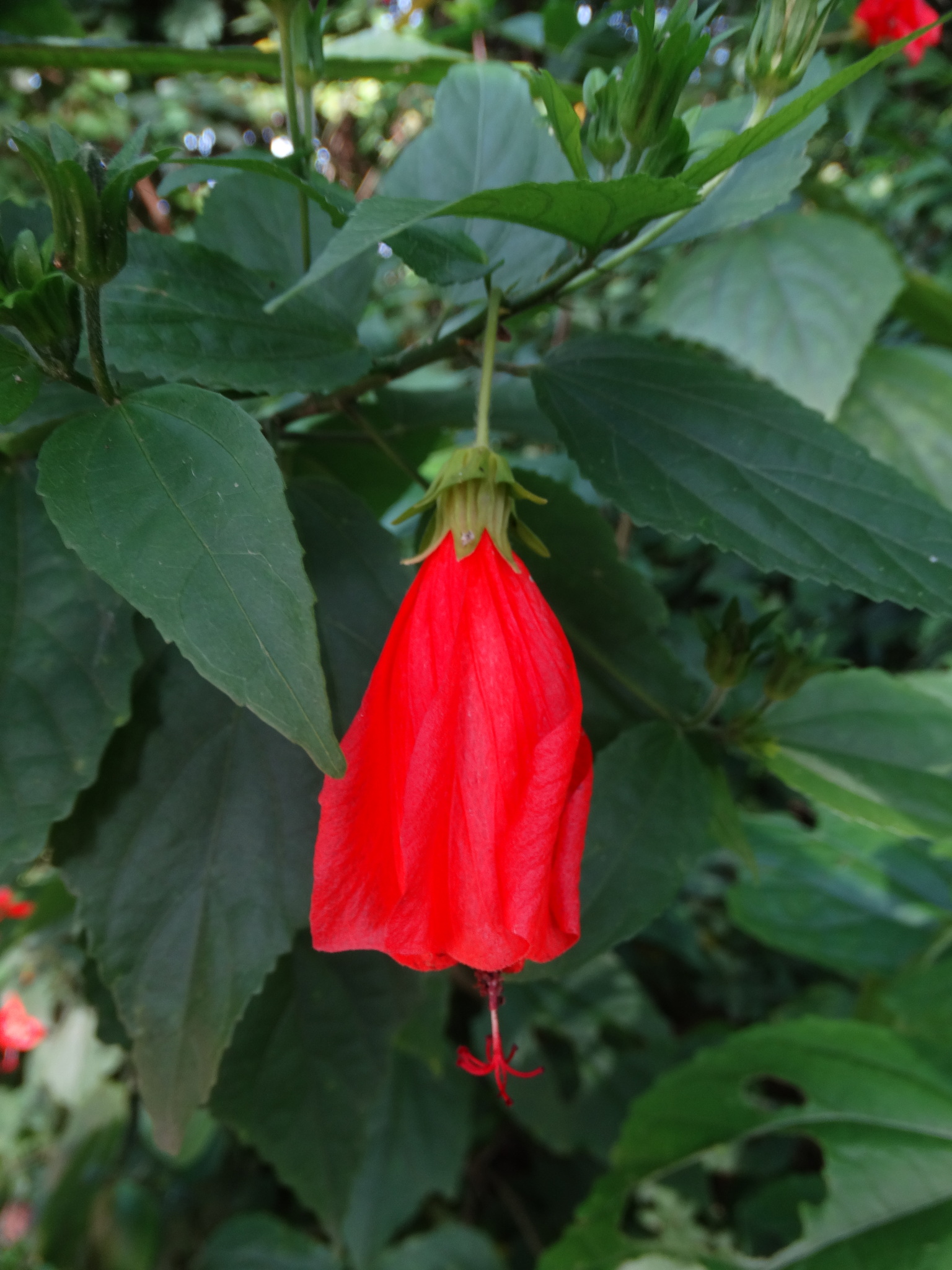 Malvaviscus penduliflorus