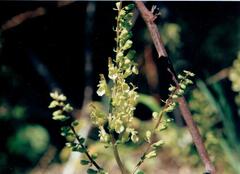 Wood Germander (Teucrium scorodonia)