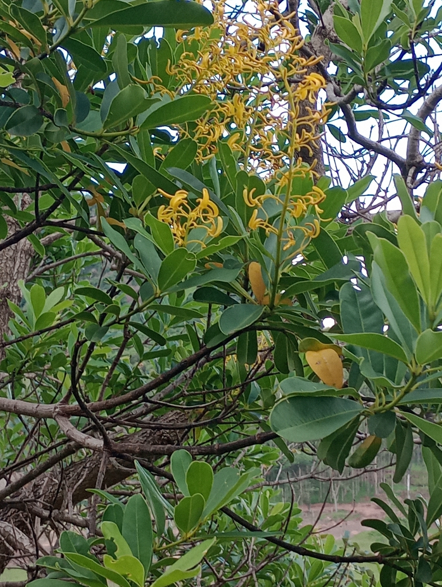 Vochysia elliptica