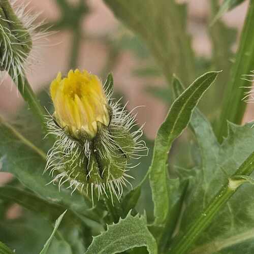 False Hawkbit