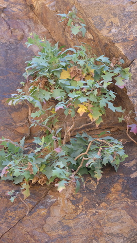 Sonchus pendulus, photograph 1