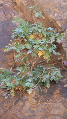 Sonchus pendulus