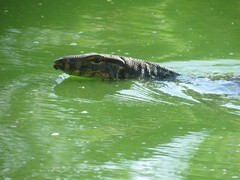 Varanus salvator bivittatus