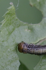 Erannis defoliaria