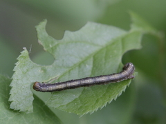 Erannis defoliaria