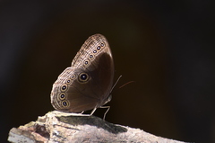 Ethope himachala