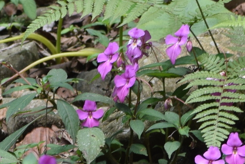 Indian Angel Balsam (Impatiens latiflora)