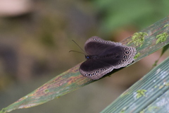 Ethope himachala