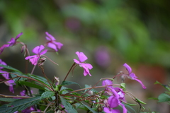 Impatiens latiflora