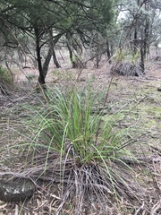 Gahnia sieberiana