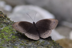 Ethope himachala