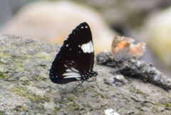 Euploea radamanthus