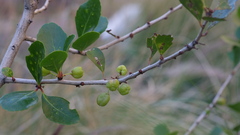 Gymnosporia cassinoides (Gymnosporia cassinoides)