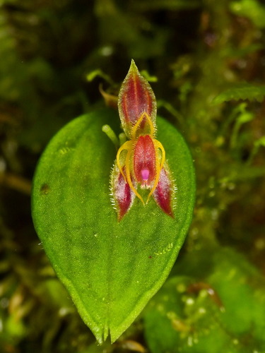 Hexapus Orchid