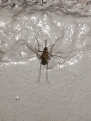 Culex pipiens pallens