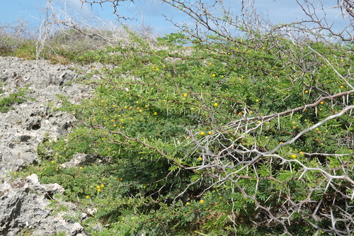 Image of Vachellia tortuosa by (c) Amy MacPherson, some rights reserved (CC BY-SA)