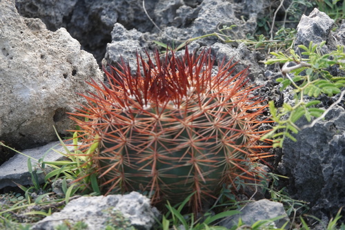 Image of Melocactus macracanthos by (c) Amy MacPherson, some rights reserved (CC BY-SA)