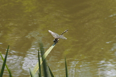 Sinictinogomphus clavatus