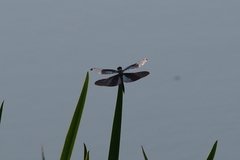 Rhyothemis fuliginosa