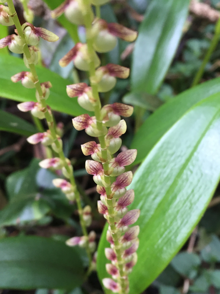 Stelis pardipes