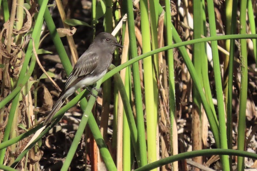 iNaturalist observation photo of Black Phoebe