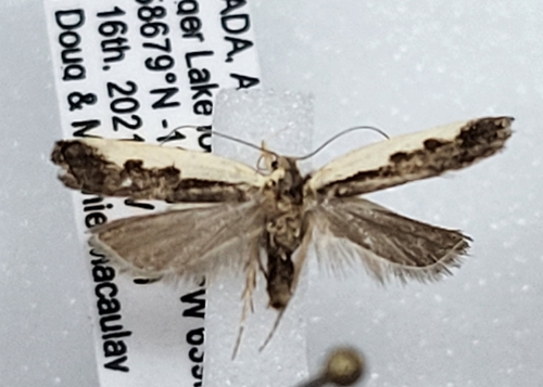 Dichomeris xanthoa