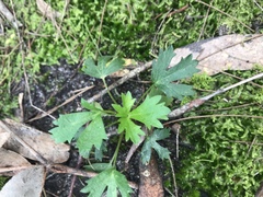 Trachymene composita