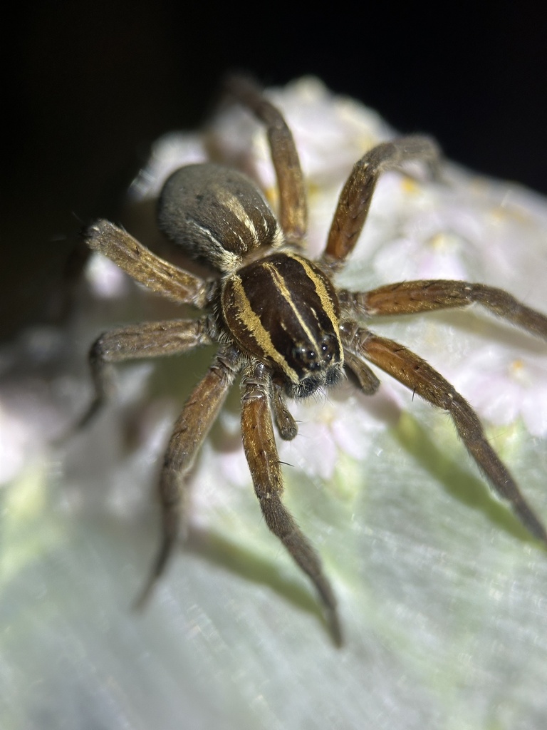 New Zealand Nursery Web Spider
