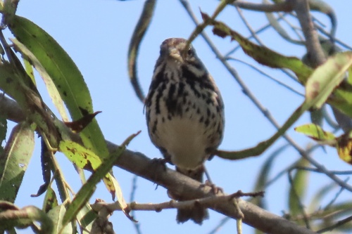 iNaturalist observation photo of Song Sparrow