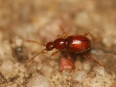 Scydmaenus rufus