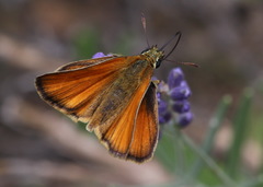 Thymelicus sylvestris