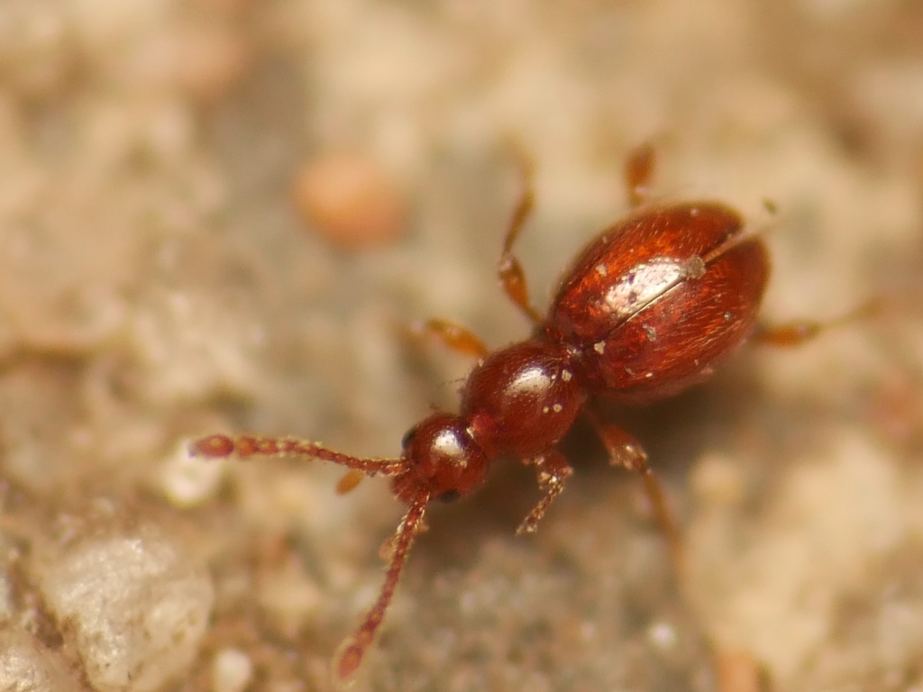 Scydmaenus rufus