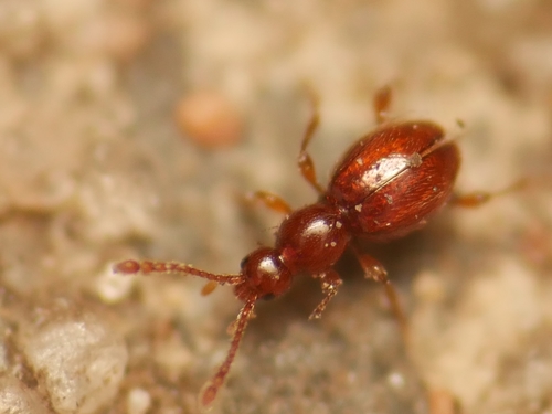 Scydmaenus rufus