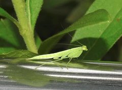 Tropidomantis gressitti