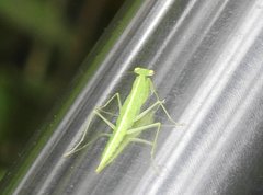 Tropidomantis gressitti