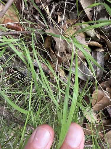 Foto de Milhã
