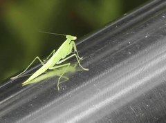 Tropidomantis gressitti